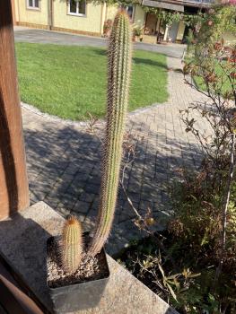 Weberbauerocereus spec.